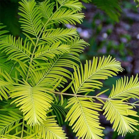 Metasequoia glyptostroboides 'Gold Rush'
