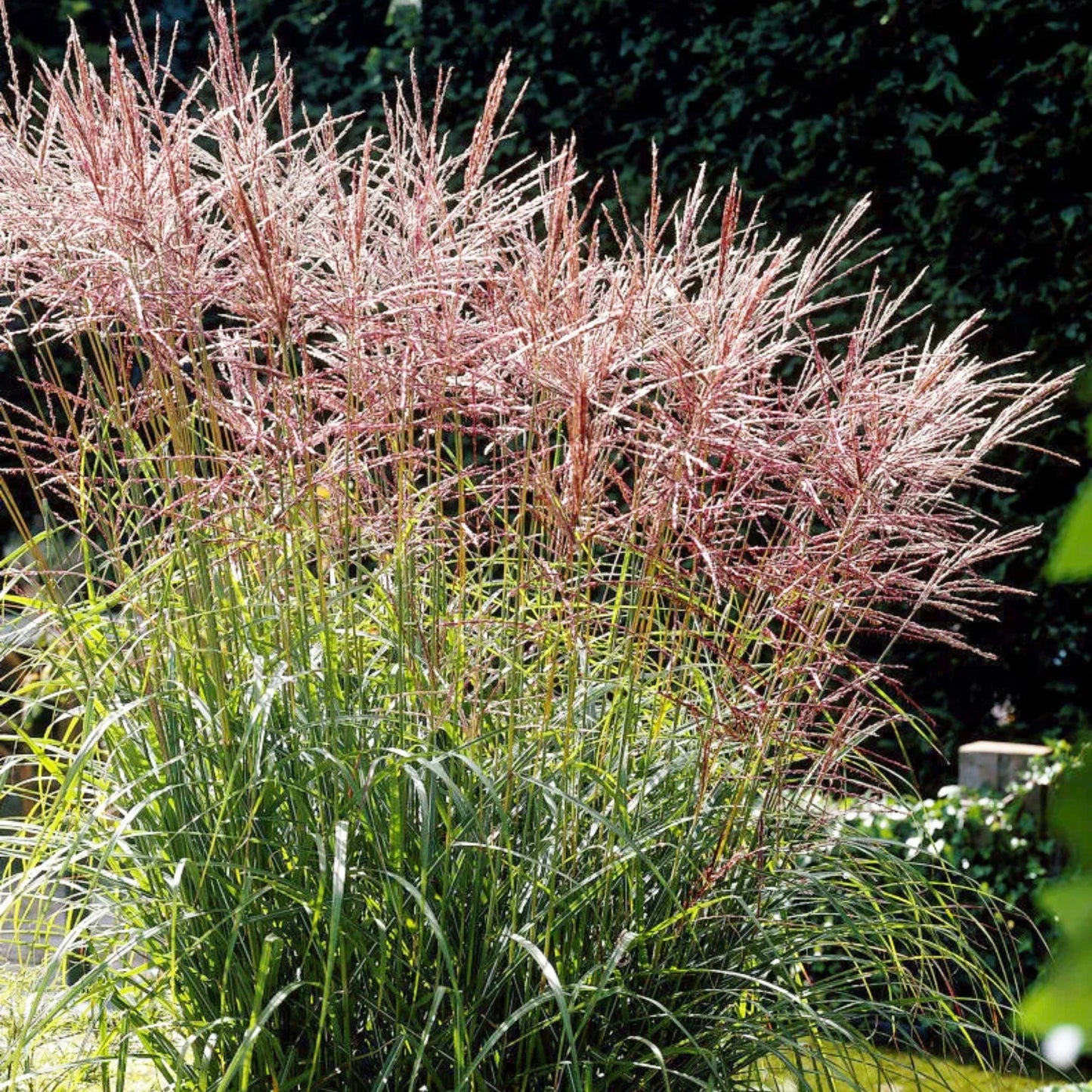 Miscanthus sinensis 'Nippon'
