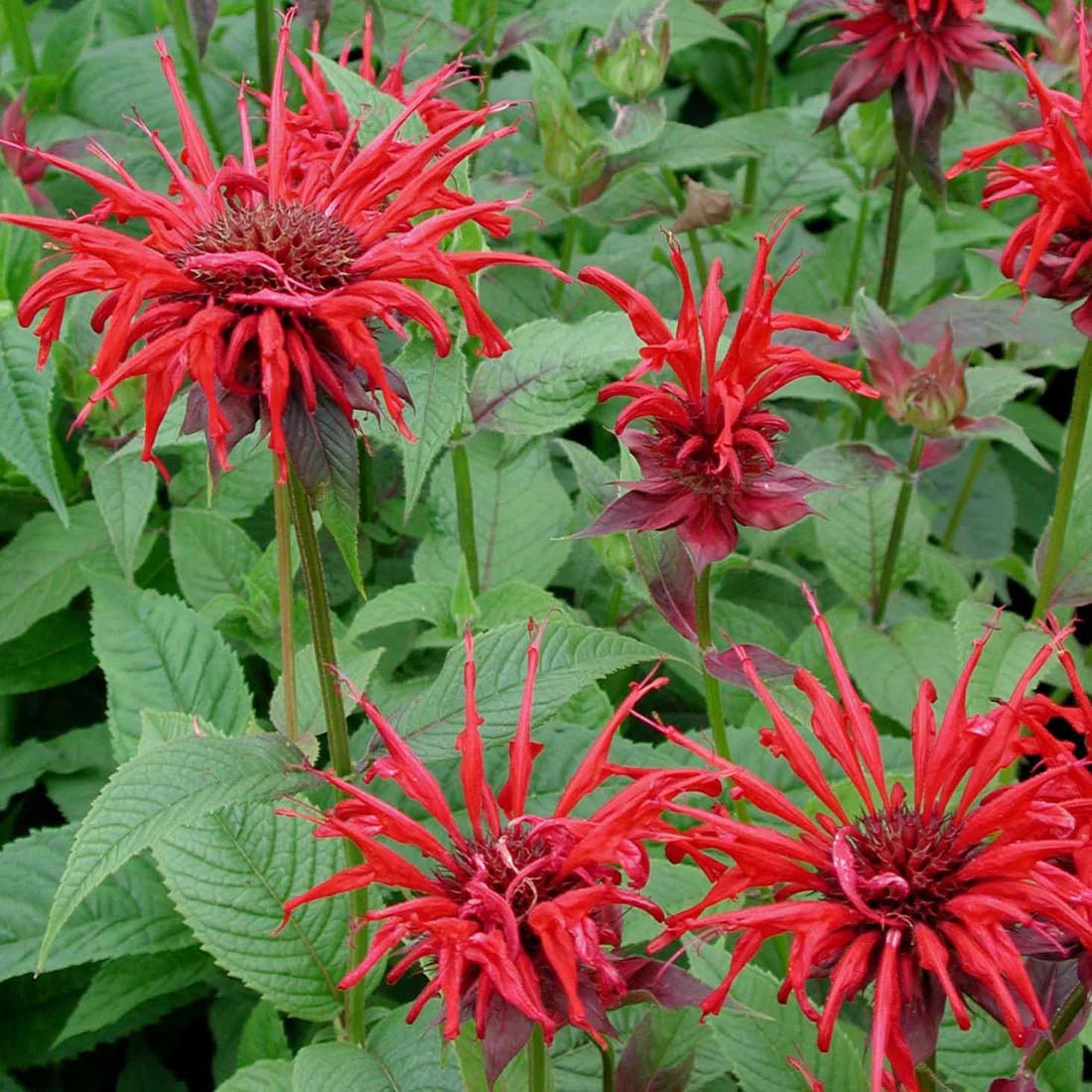 Monarda 'Jacob Cline'