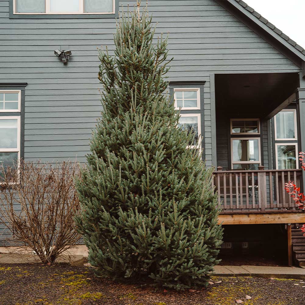 Picea glauca 'Montrose Charm'