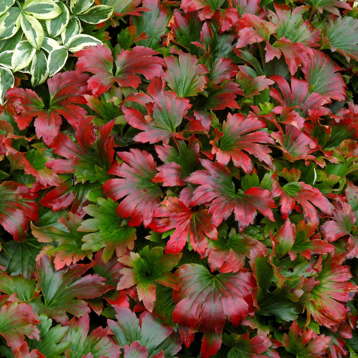 Mukdenia rossii 'Crimson Fans' ('Karasuba')