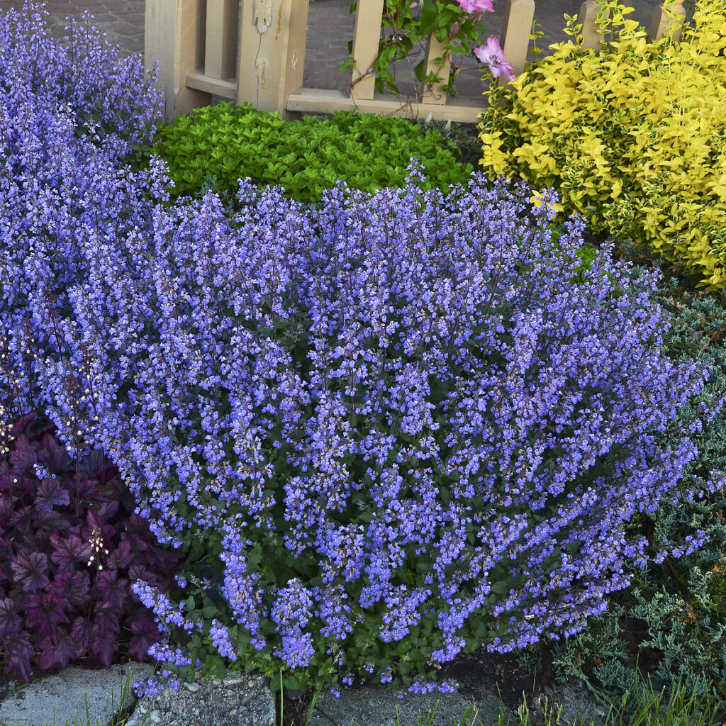 Nepeta faassenii 'Purrsian Blue'