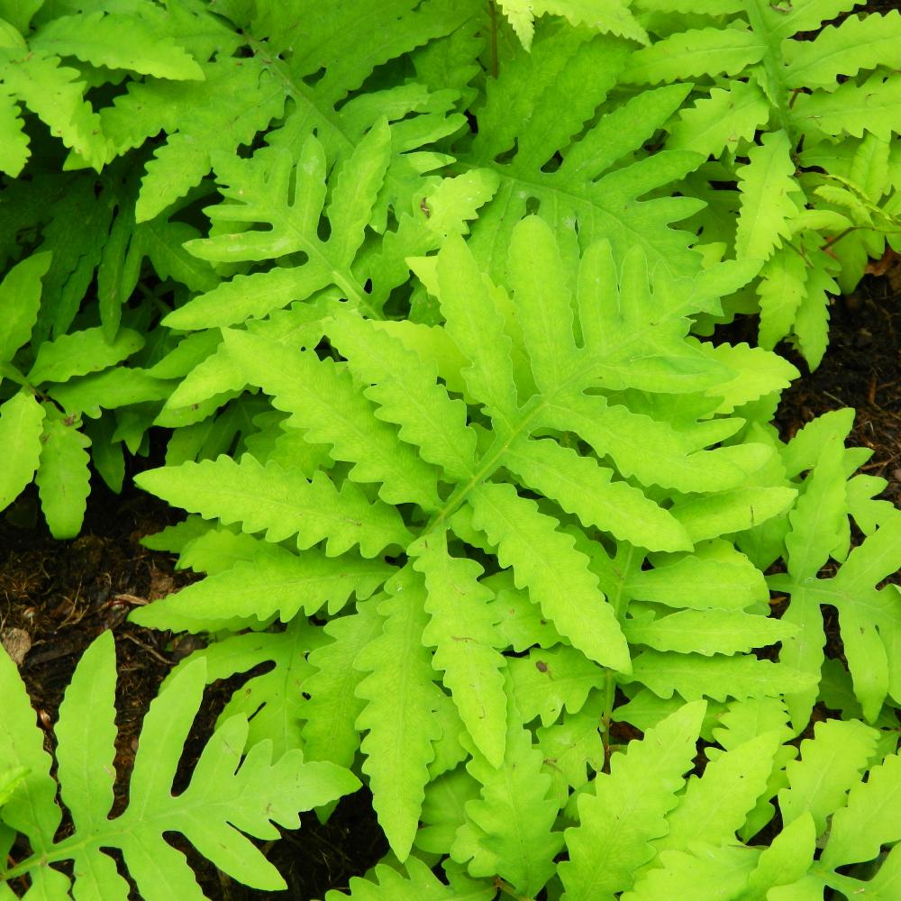 Onoclea sensibilis