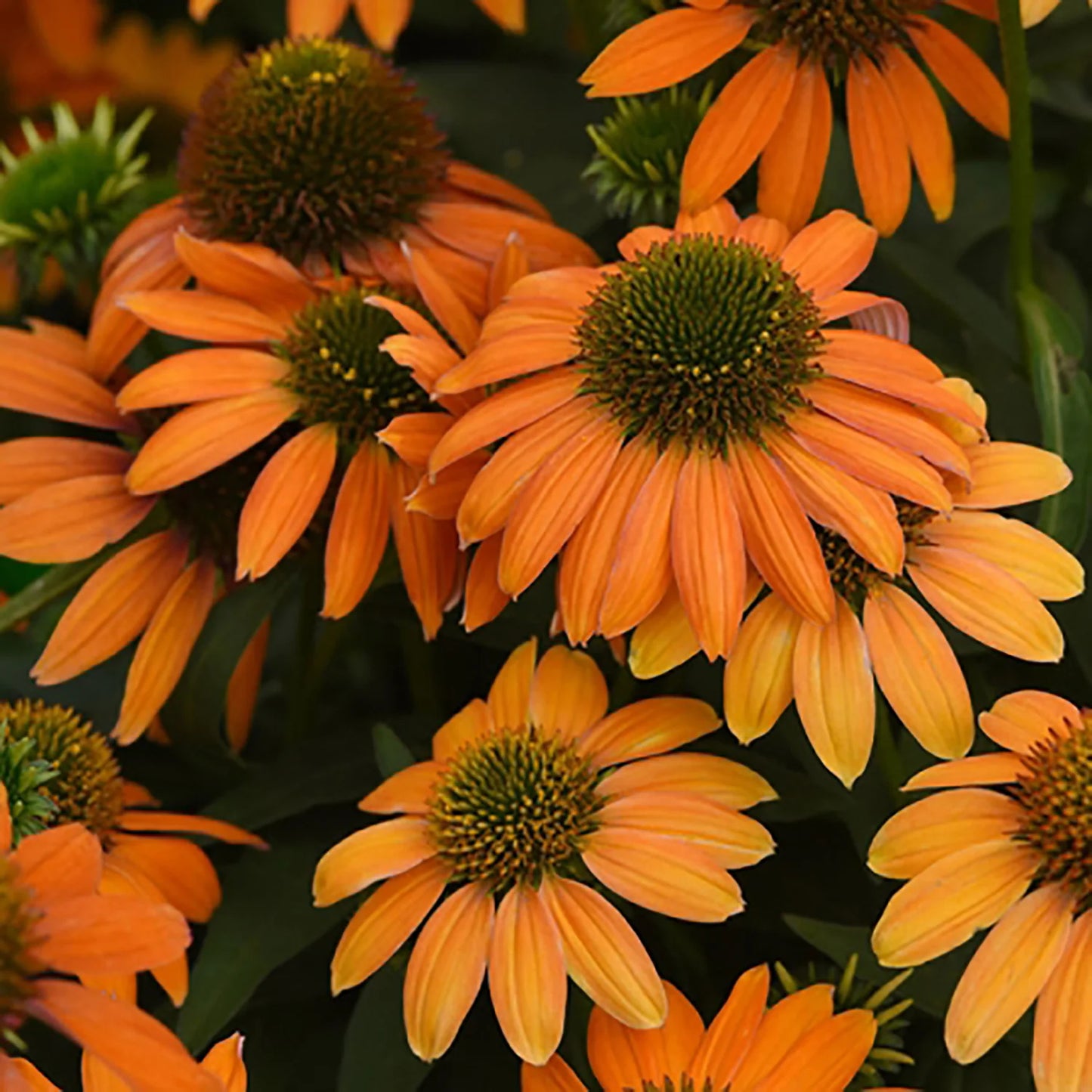 Echinacea 'Soft Orange' (Artisan)