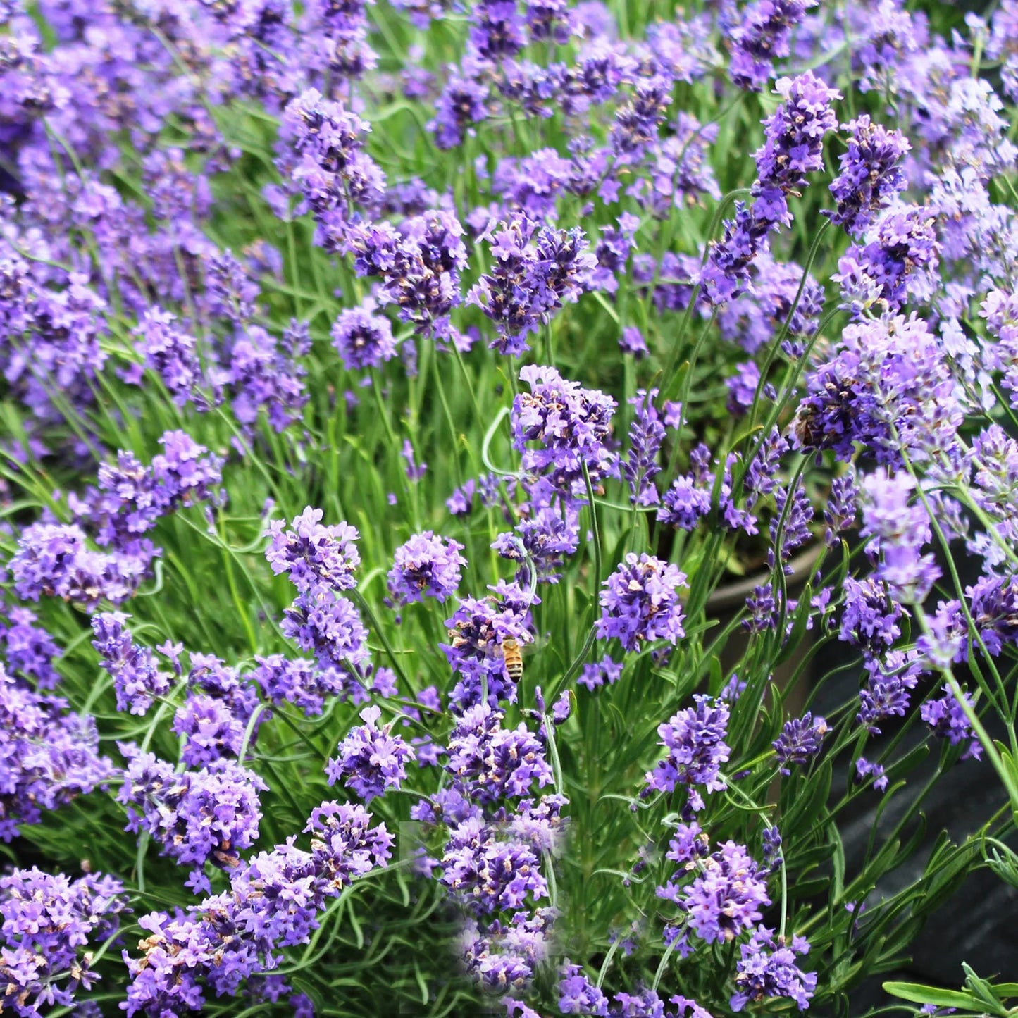 Lavandula Sensational
