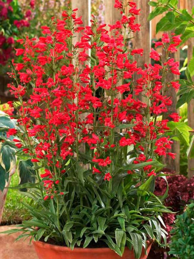 Penstemon 'Red Riding Hood'