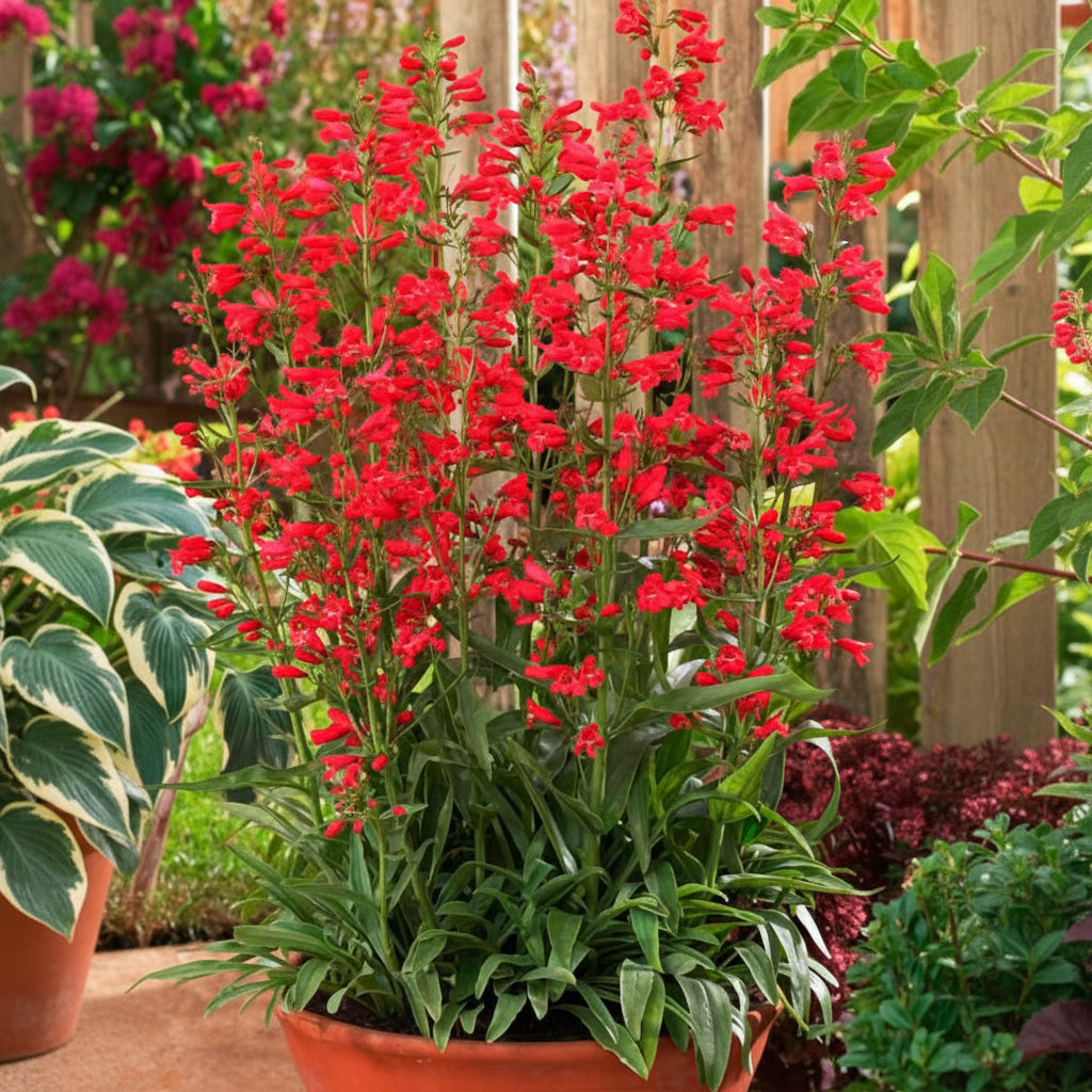 Penstemon 'Red Riding Hood'