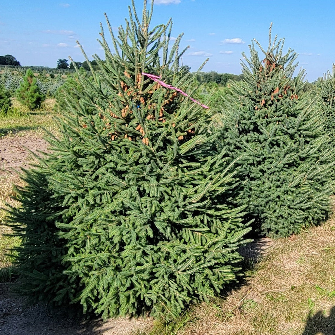 Picea glauca 'Montrose Charm'