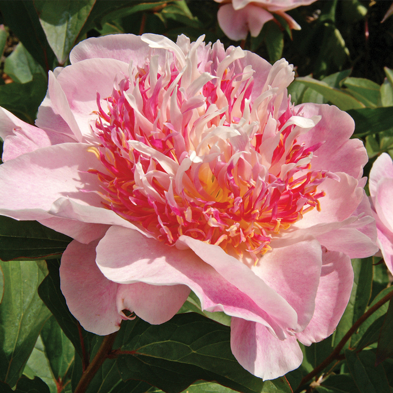 Paeonia 'Do Tell'