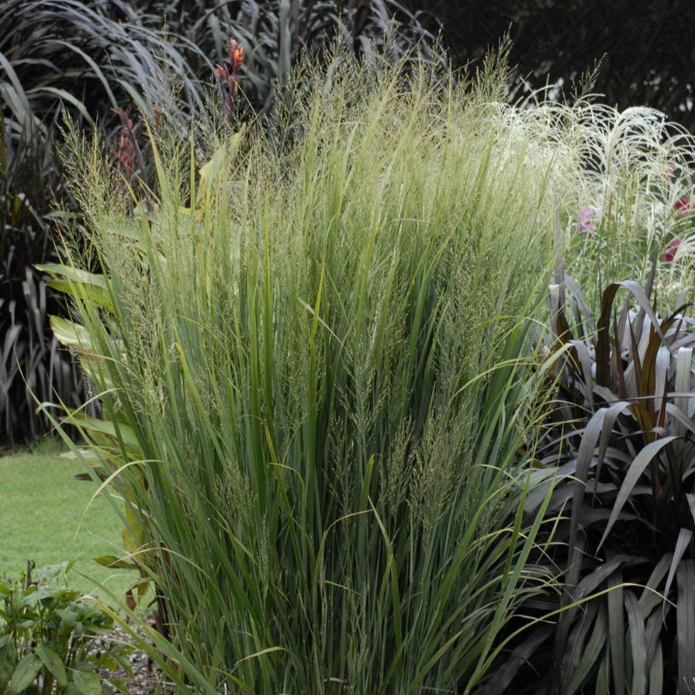 Panicum virgatum 'Northwind'