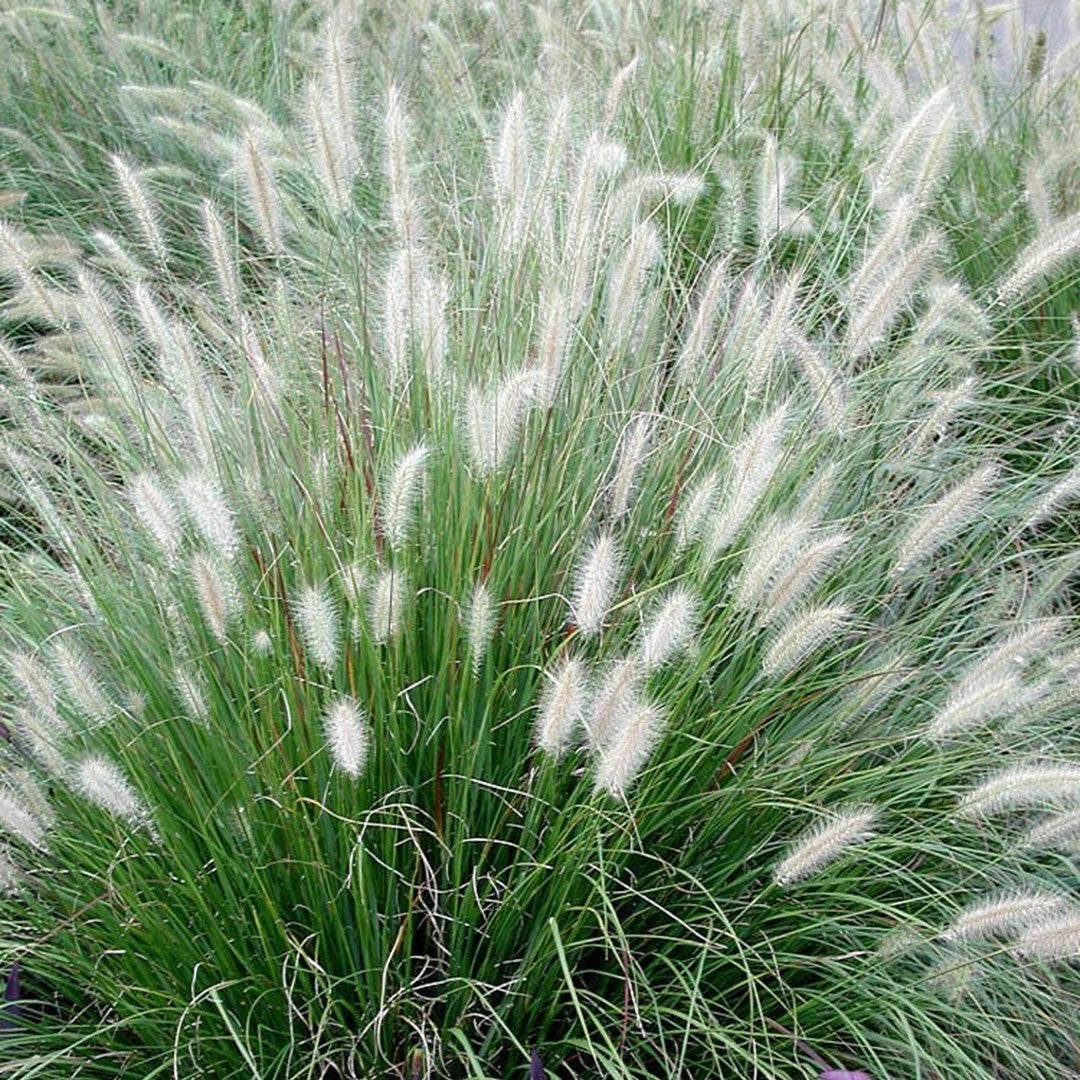 Pennisetum alopecuroides 'Hamelin'
