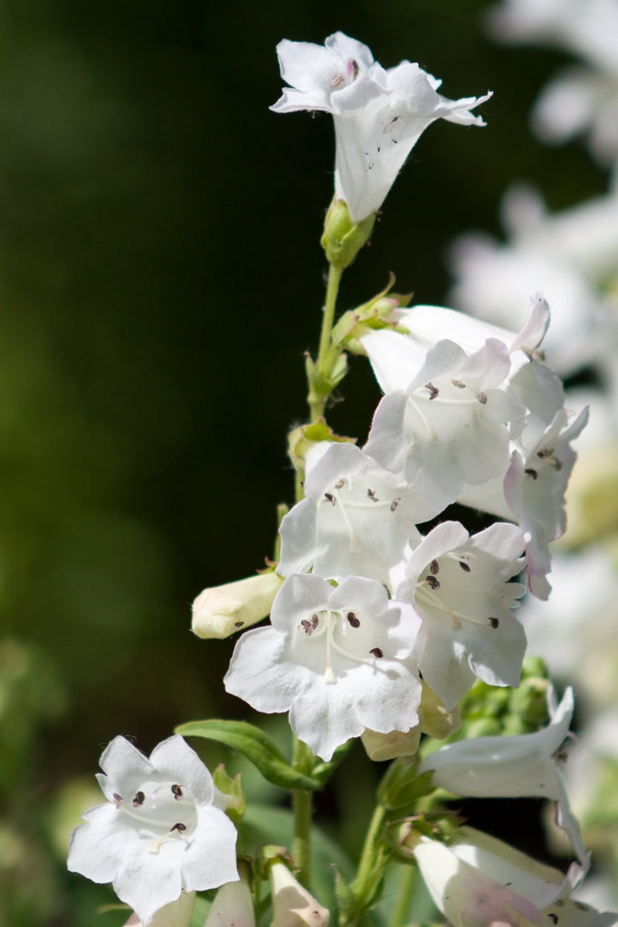 Penstemon digitalis