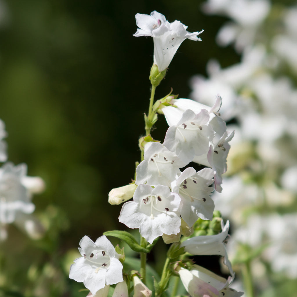 Penstemon digitalis