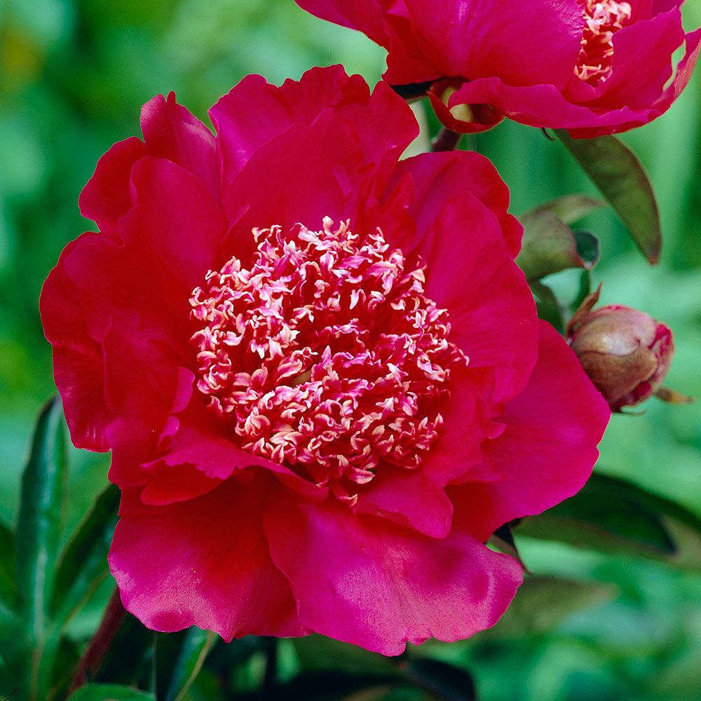 Paeonia 'Barrington Belle'