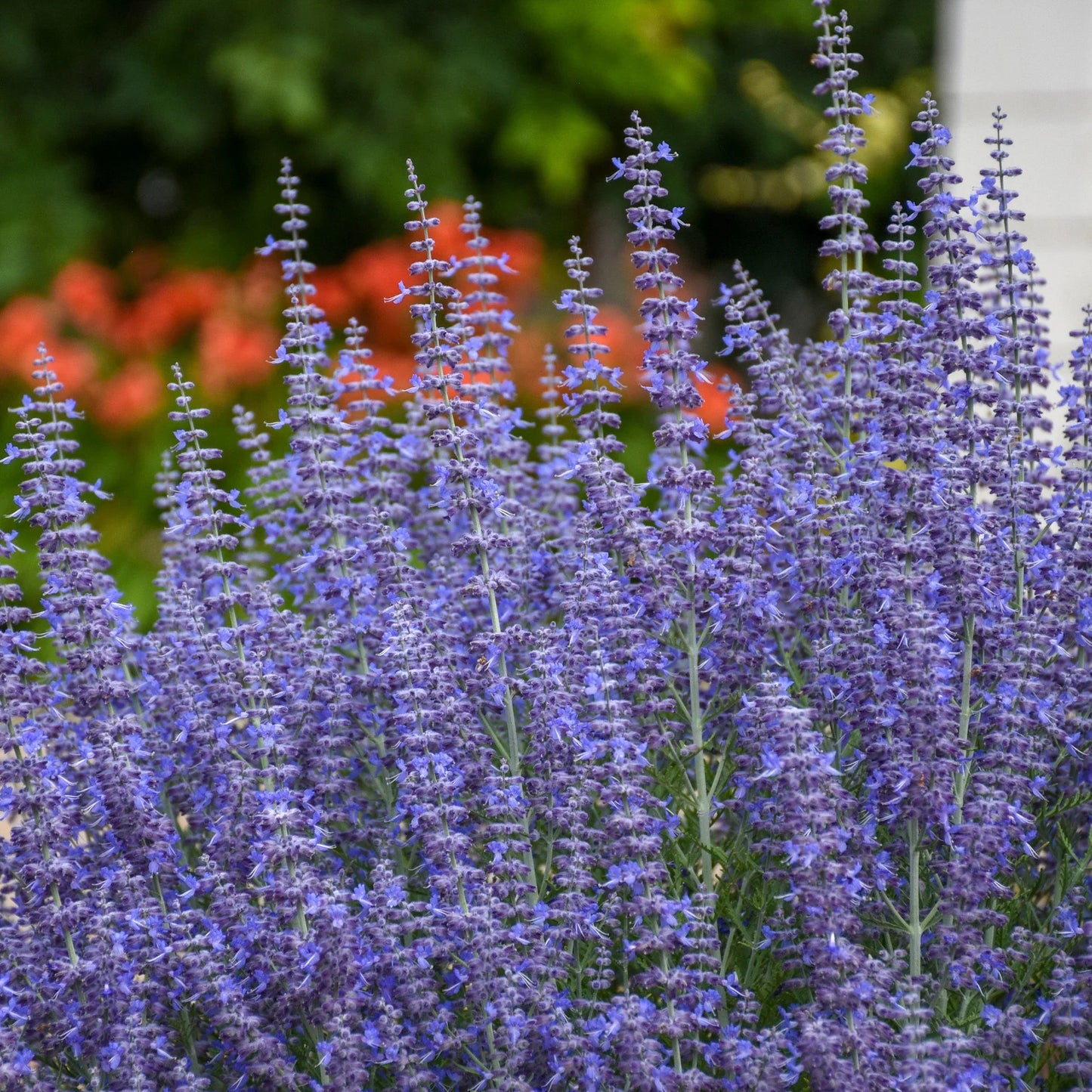 Perovskia atriplicifolia 'Blue Jean Baby'