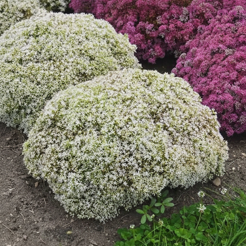 Sedum 'Rock N Around Bundle of Joy'