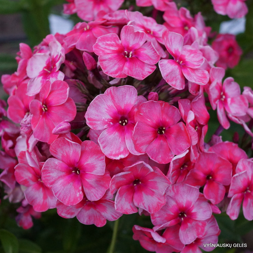 Phlox paniculata 'Stars end stripes'