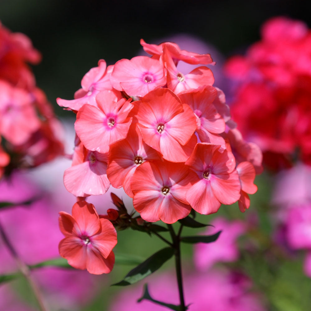 Phlox paniculata 'Tequila Sunrise'