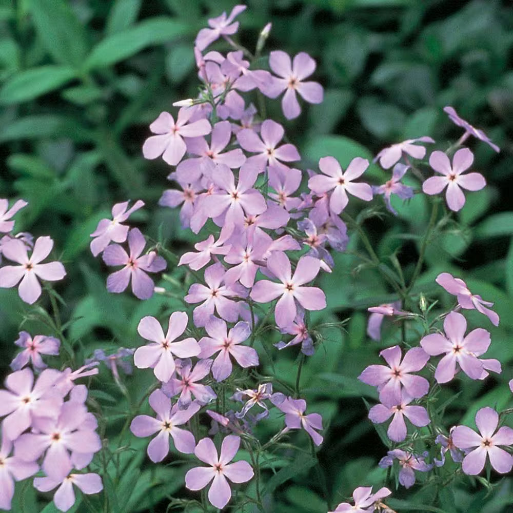 Phlox Woodlander 'Lilac'