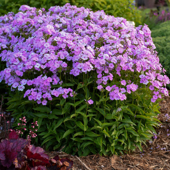 Phlox 'Opening Act Blush'