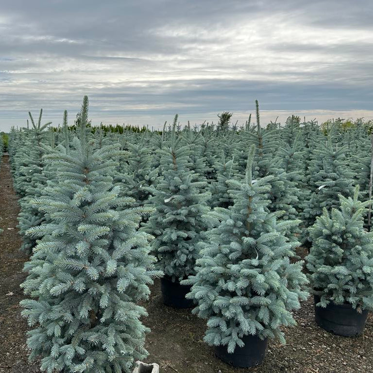 Picea pungens 'Fat Albert'
