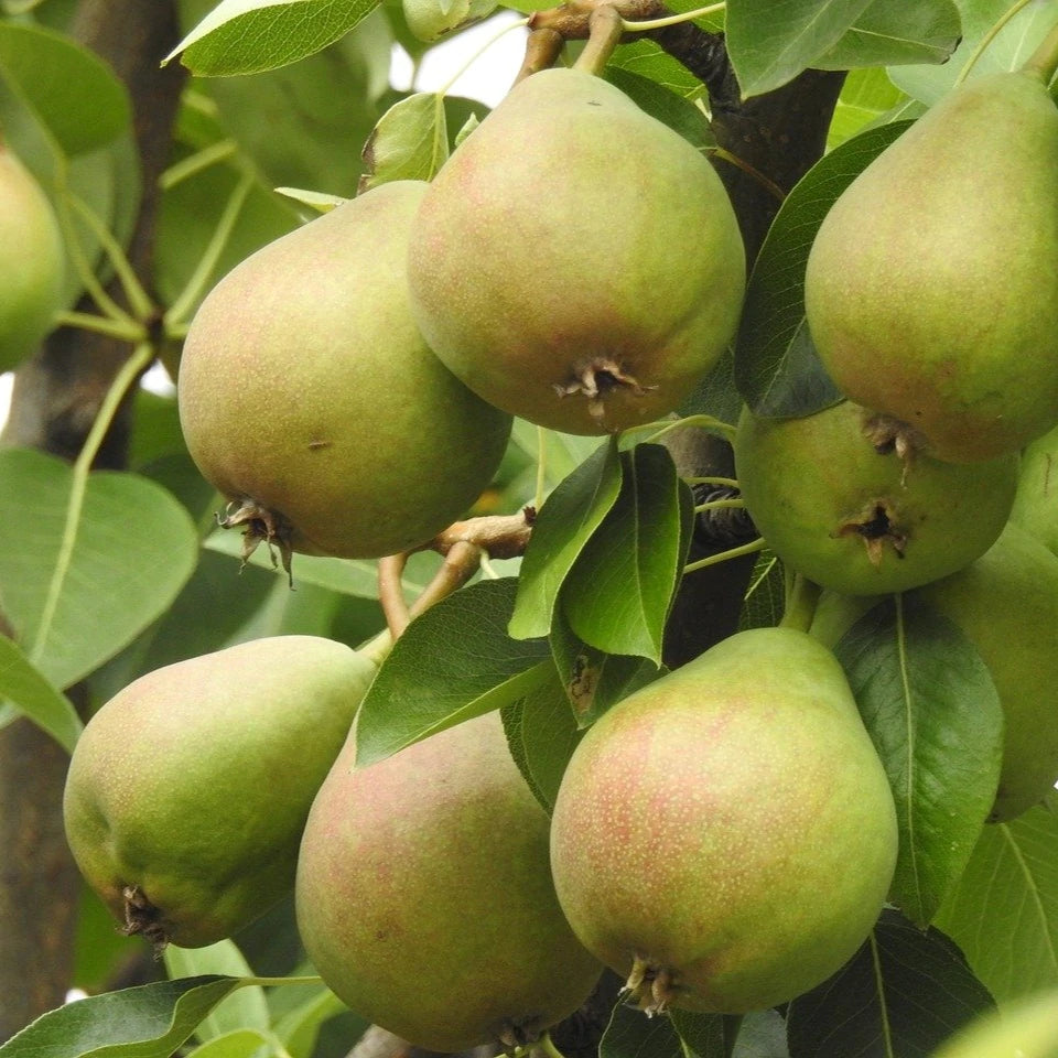 Pyrus communis 'Beauté Flamande'