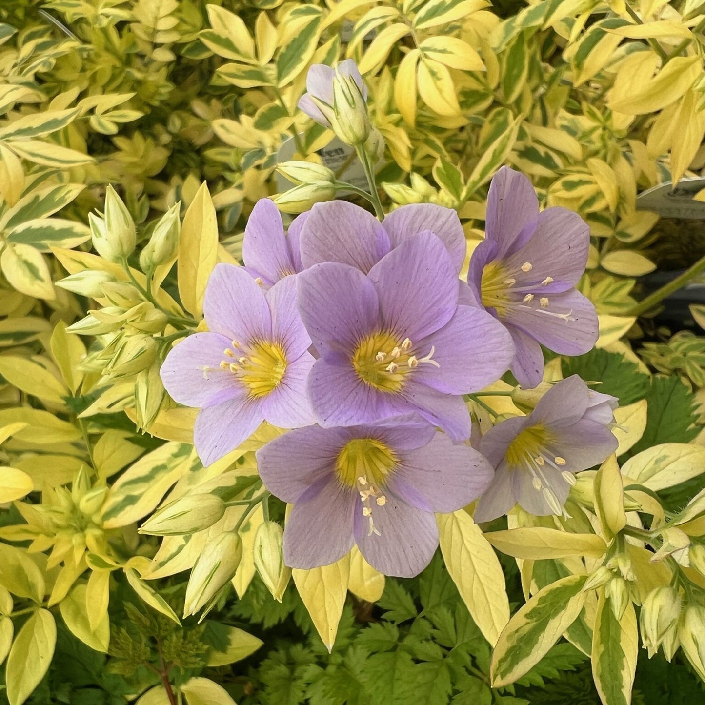 Polemonium 'Golden Feathers'