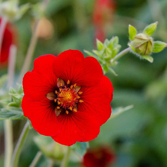 Potentilla atrosanguinea