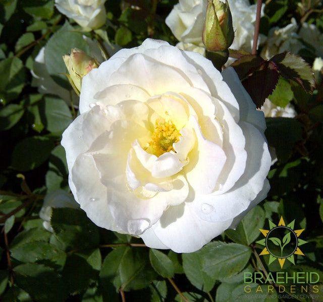 Rosa 'Prairie Snowdrift'