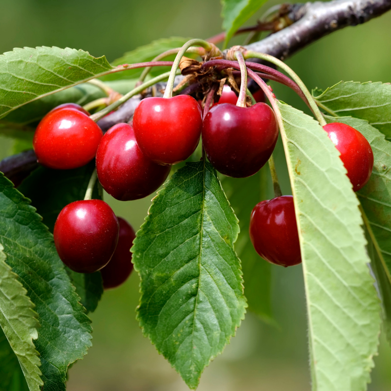 Prunus cerasus 'Bing'