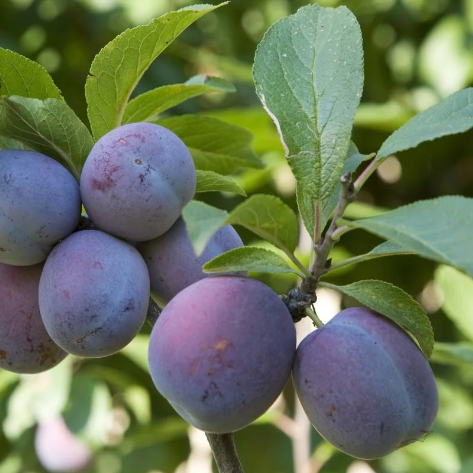 Prunus domestica 'Italian'