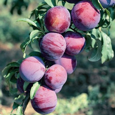 Prunus salicina 'Burbank'