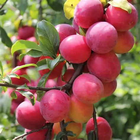 Prunus salicina 'Pembina'