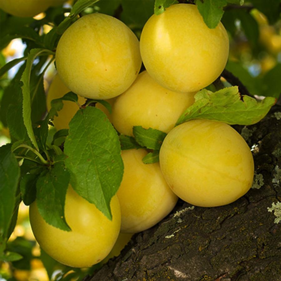 Prunus salicina 'Shiro' (Shiroplum)