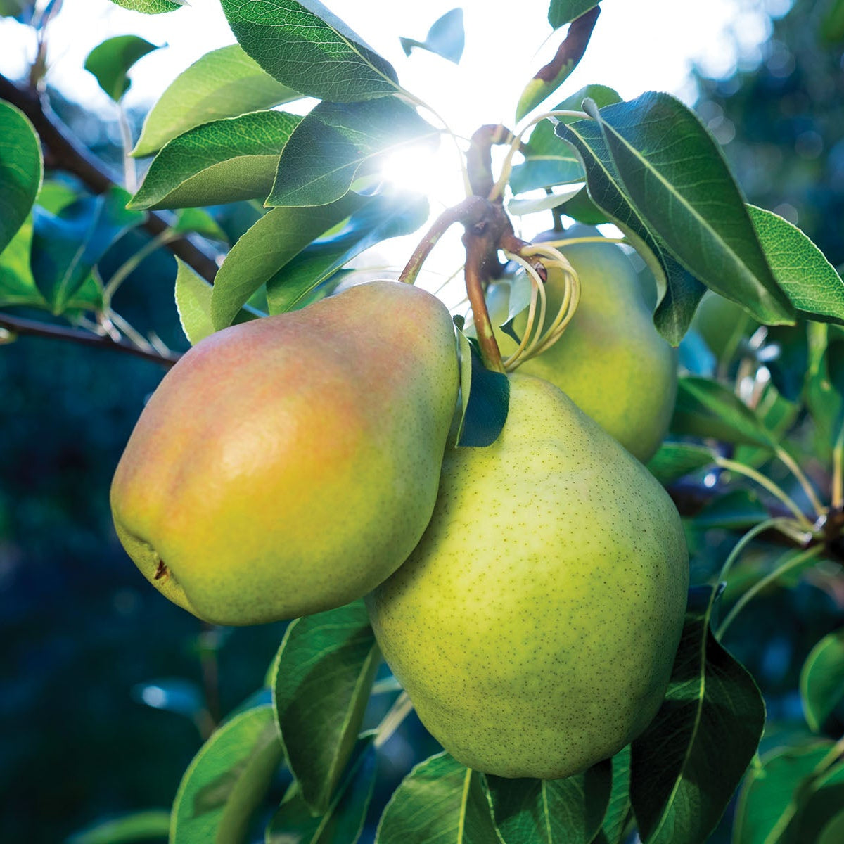 Pyrus communis 'Cold Snap'