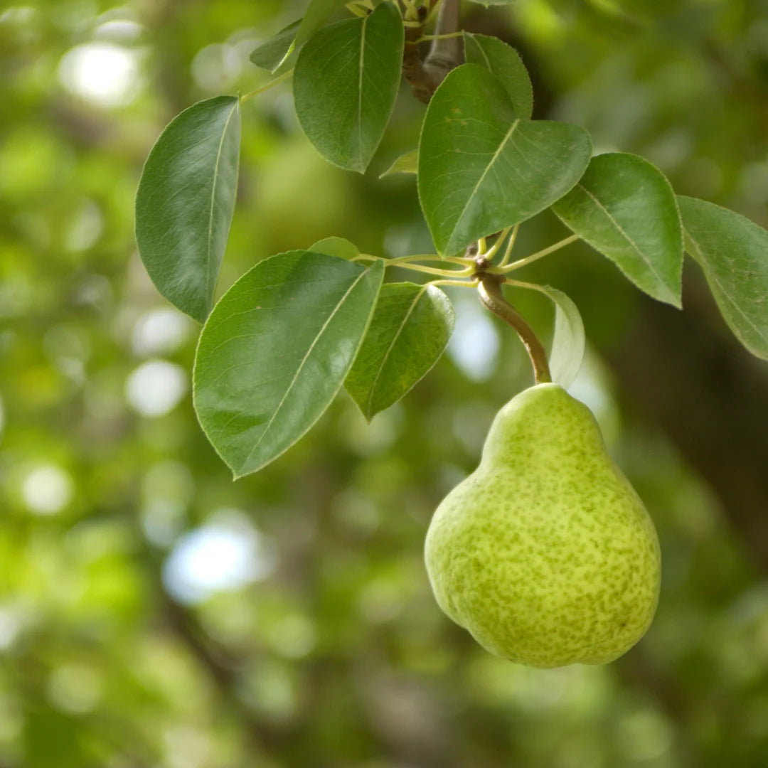 Pyrus communis 'Ure'