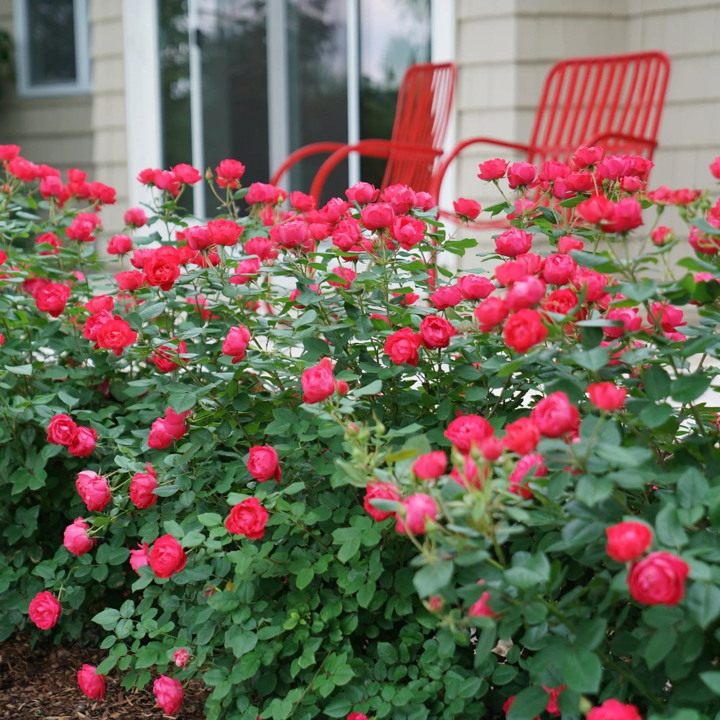 Rosier 'Oso Easy Double Red'