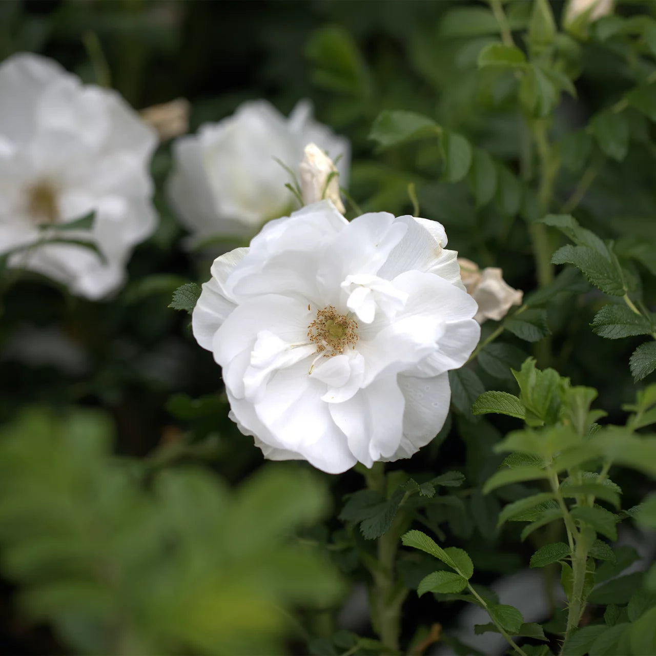 Rosa 'Blanc Double de Coubert'
