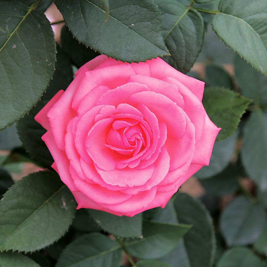 Rosa 'Canada Blooms'