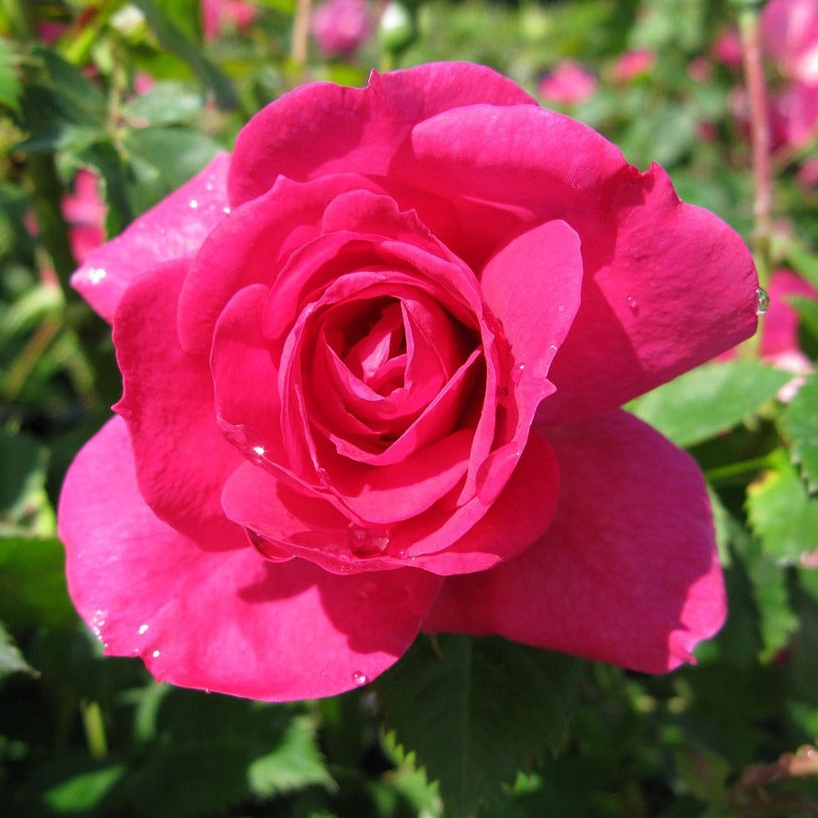 Rosa 'Félix Leclerc'