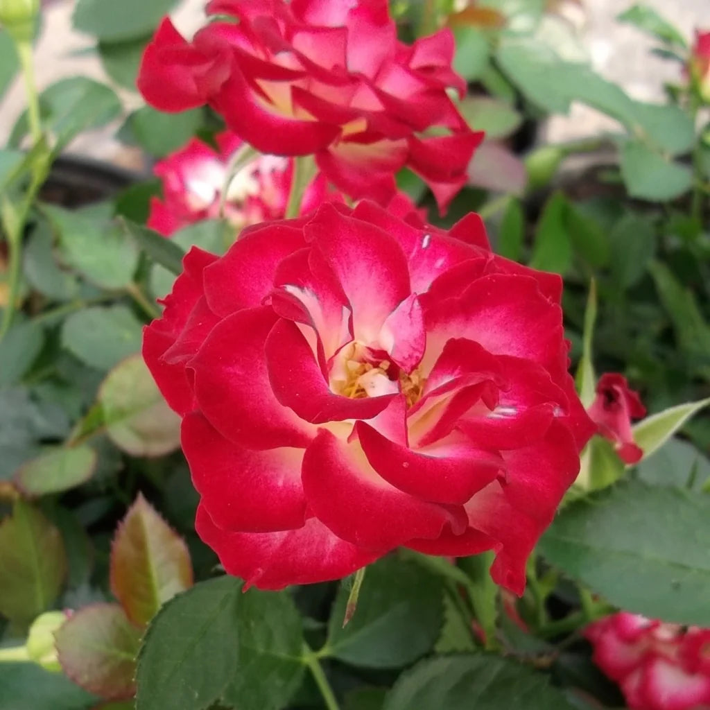 Rosa 'Jamais Seul' (Never Alone)