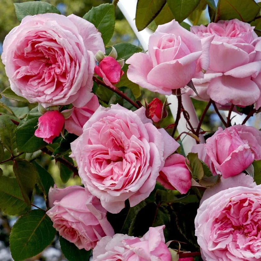 Rosa 'Lambert Closse'