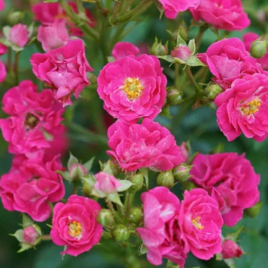 Rosa 'Oso Easy Peasy'