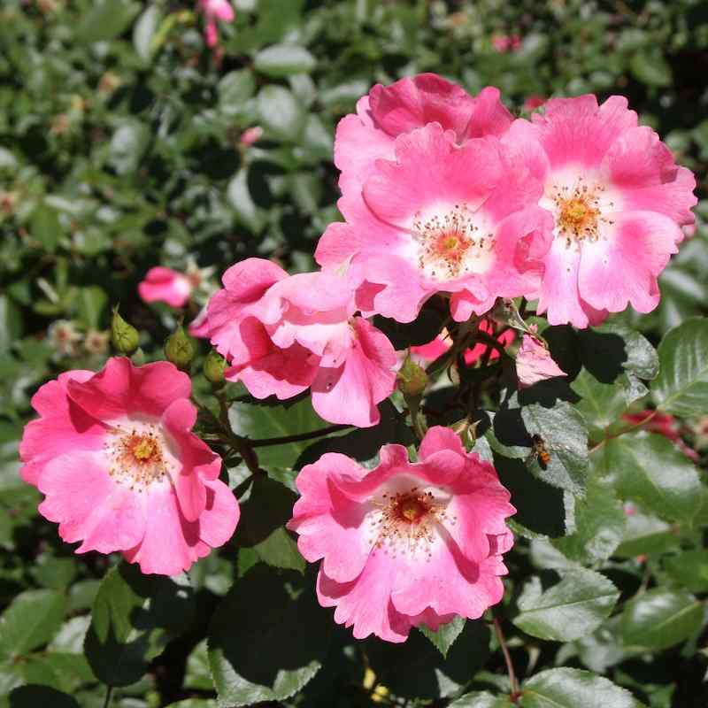 Rosa 'Pink Meidiland' (Meipoque)