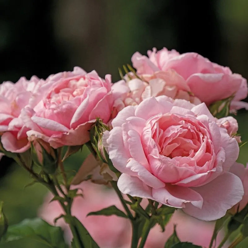Rosa 'Reminiscent Pink'