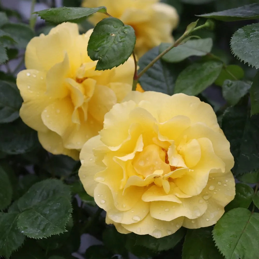 Rosa 'Reminiscent Yellow'