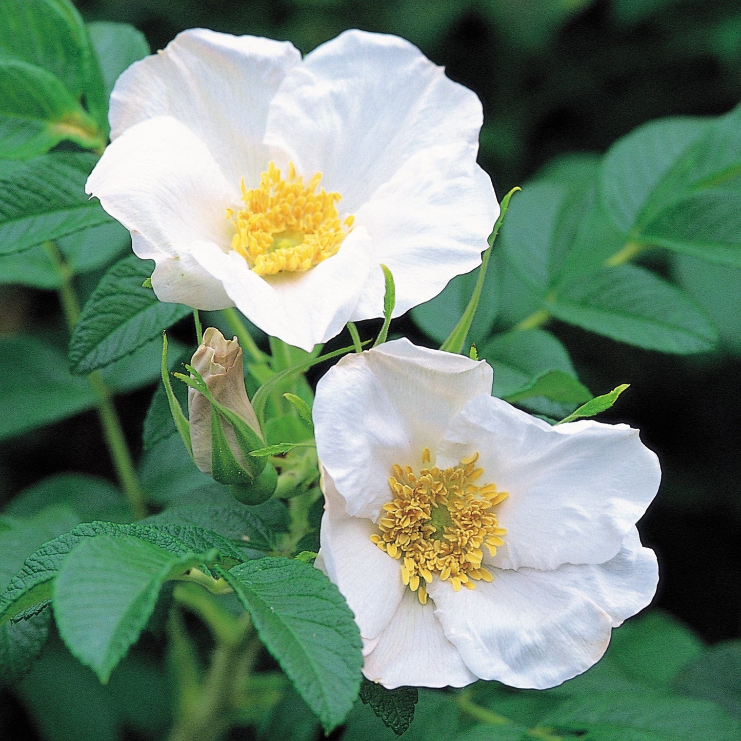 Rosa rugosa 'Alba'
