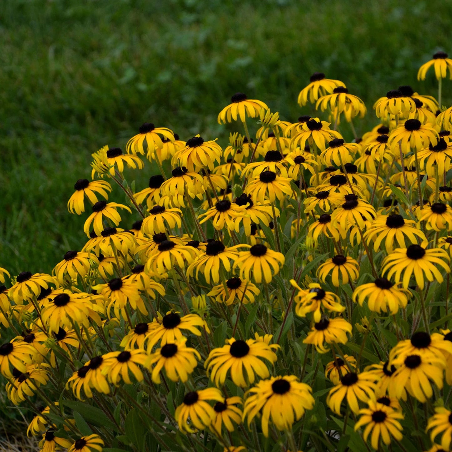 Rudbeckia 'American Gold Rush'