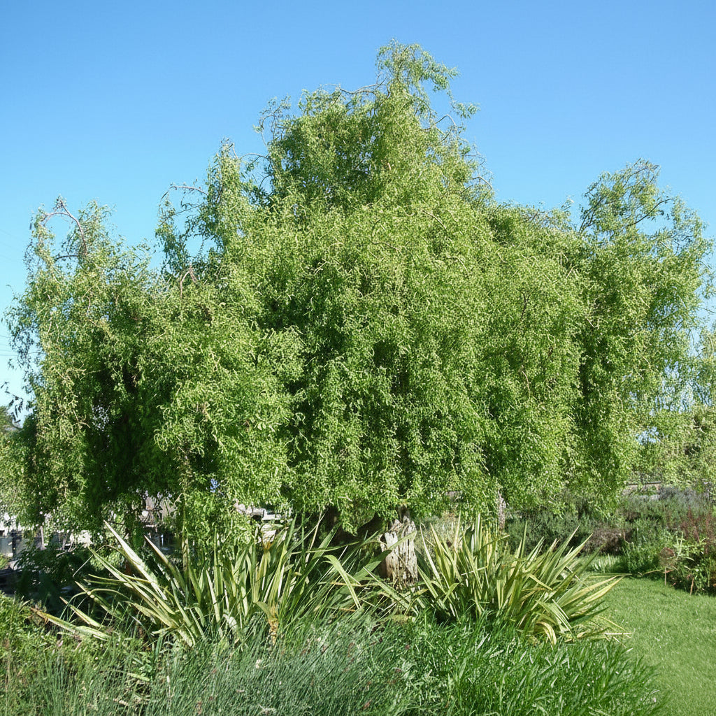 Salix matsudana 'Tortuosa'