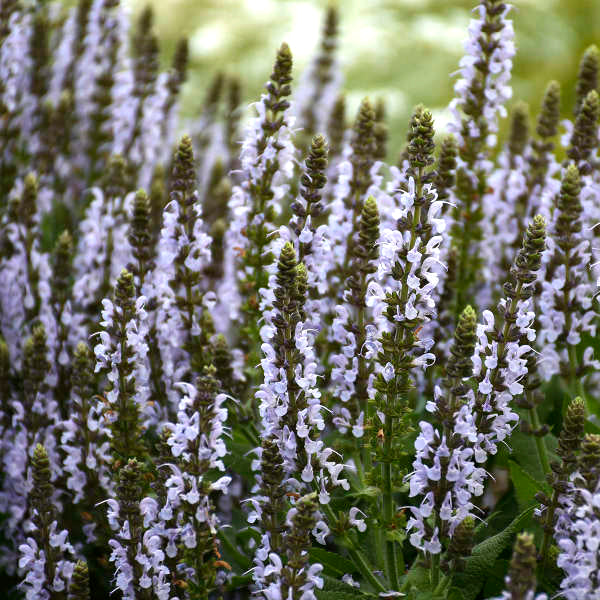 Salvia nemorosa 'Bumblesky'